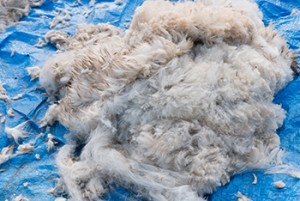 Heap of alpaca fiber